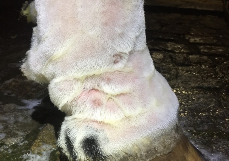 pastern dermatitis syndrom