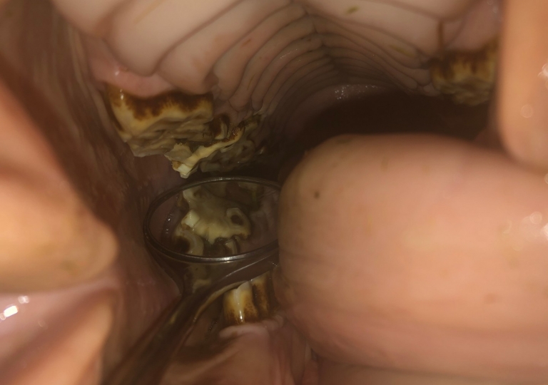 diagnostyka stomatologiczna