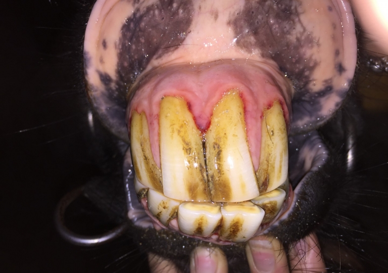 Stomatologia